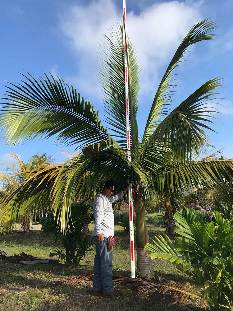 satakentia-liukiuensis-satakentia-palm