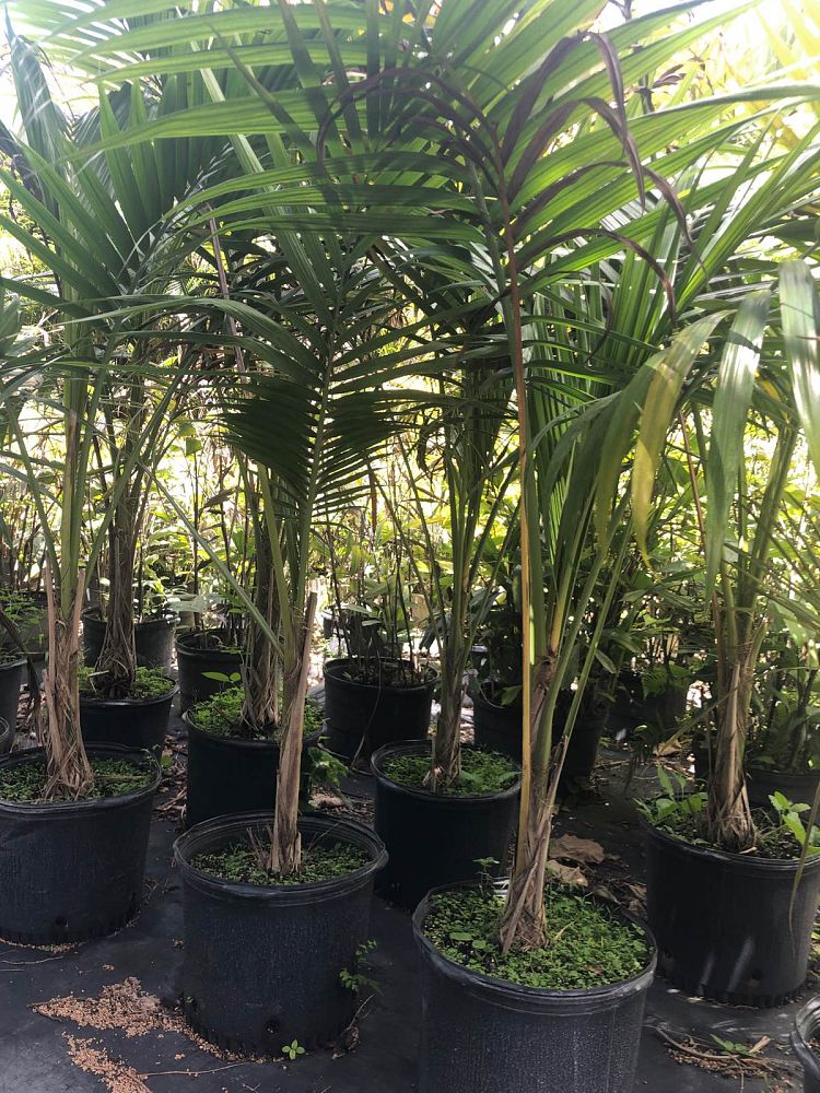 satakentia-liukiuensis-satakentia-palm