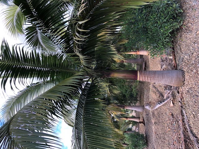 satakentia-liukiuensis-satakentia-palm