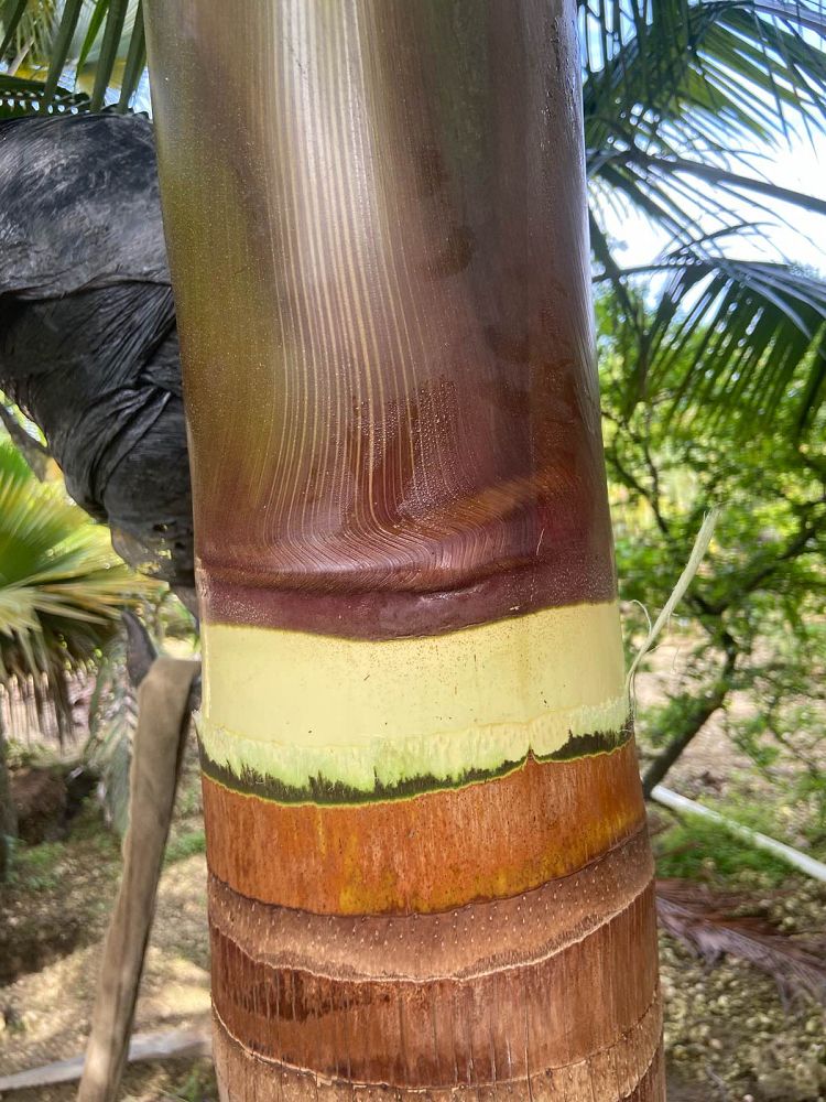 satakentia-liukiuensis-satakentia-palm
