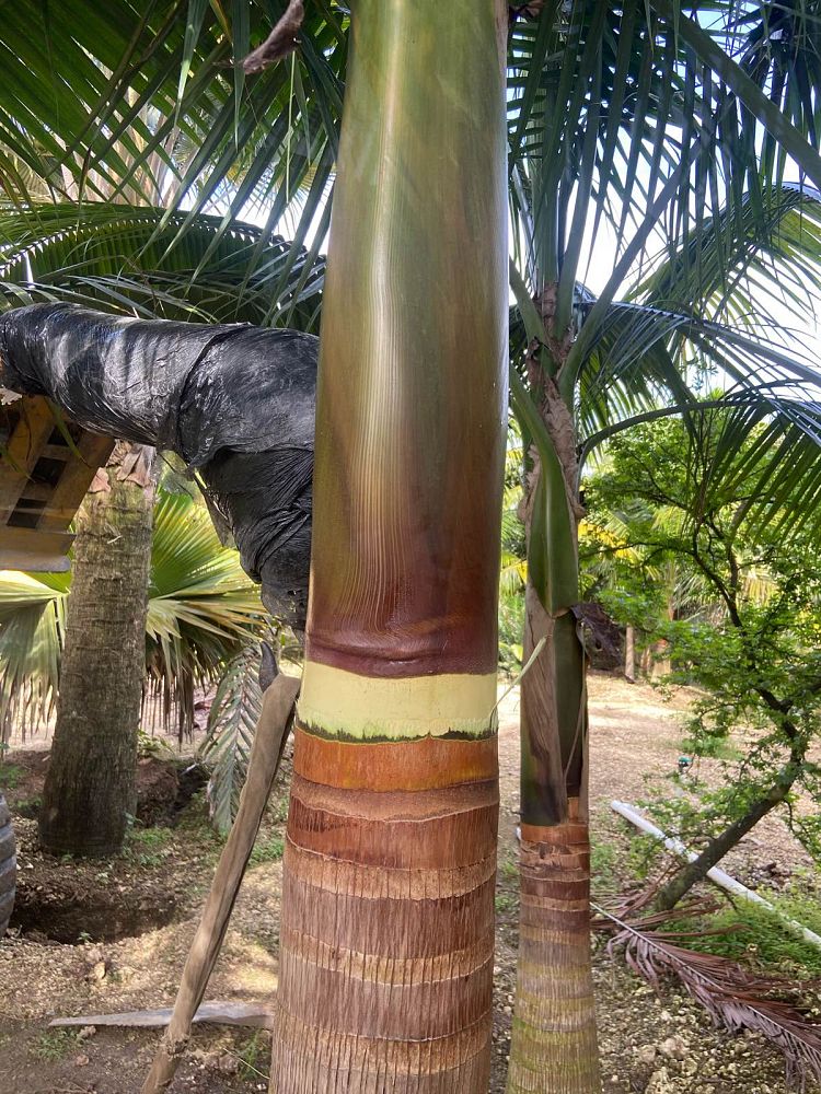 satakentia-liukiuensis-satakentia-palm
