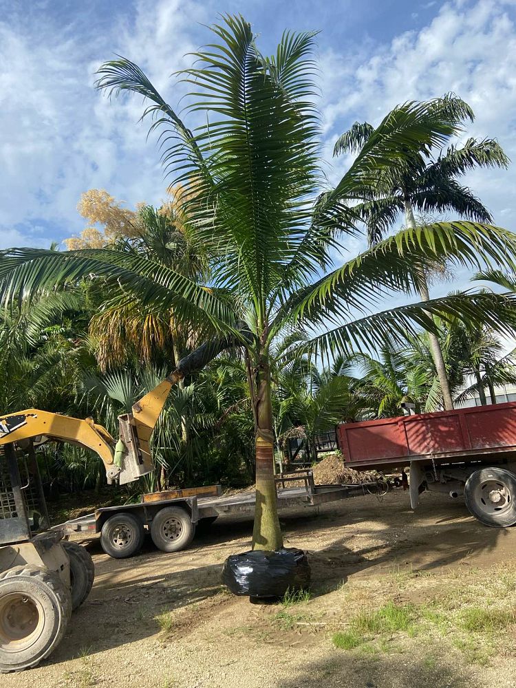 satakentia-liukiuensis-satakentia-palm