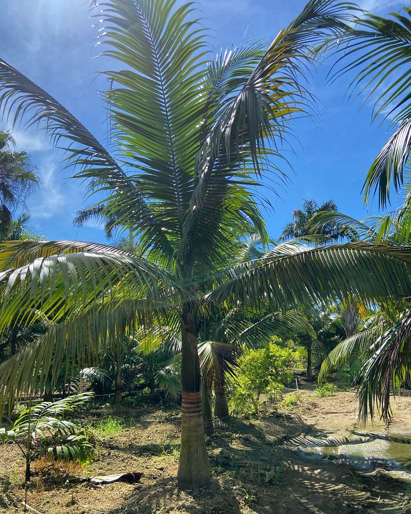 satakentia-liukiuensis-satakentia-palm