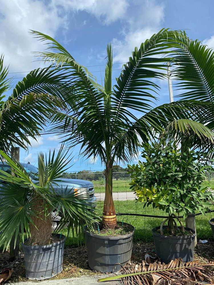 satakentia-liukiuensis-satakentia-palm
