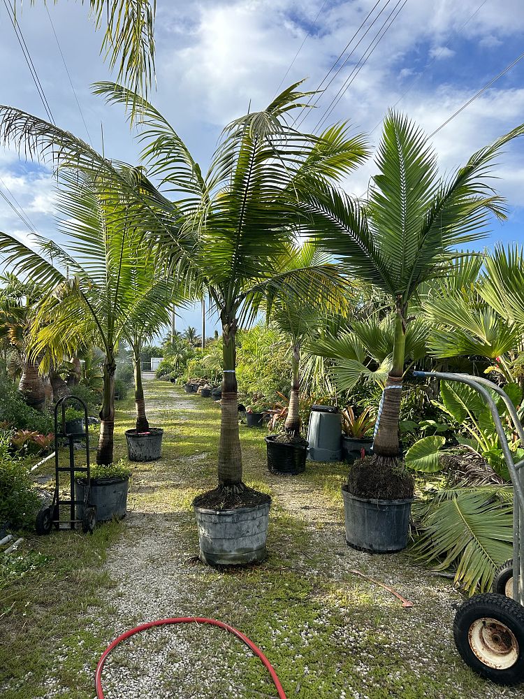 satakentia-liukiuensis-satakentia-palm