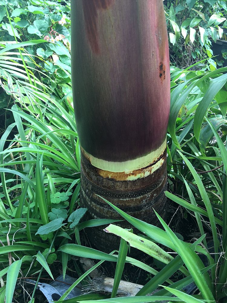 satakentia-liukiuensis-satakentia-palm