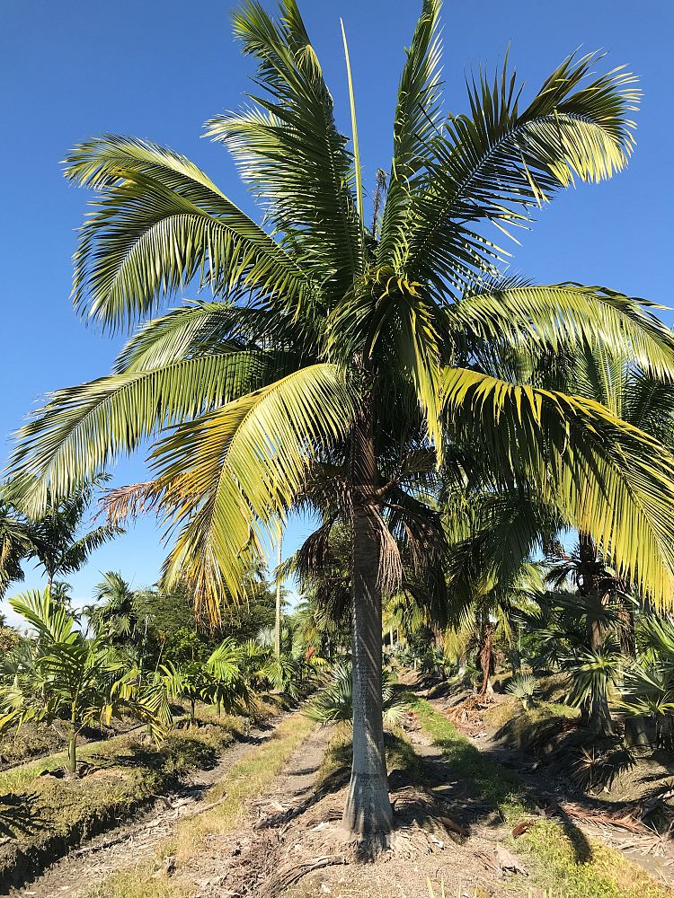 satakentia-liukiuensis-satakentia-palm