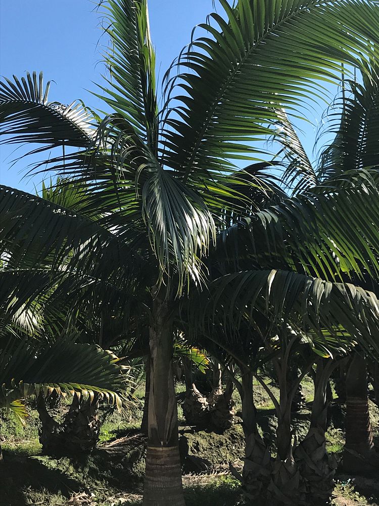 satakentia-liukiuensis-satakentia-palm