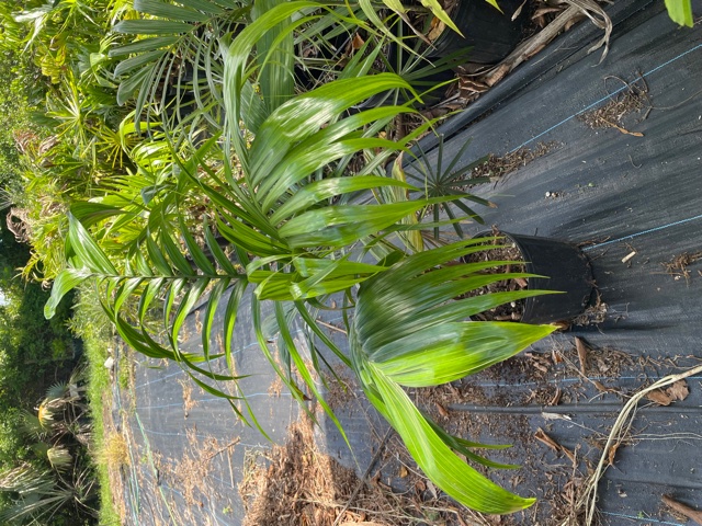 satakentia-liukiuensis-satakentia-palm