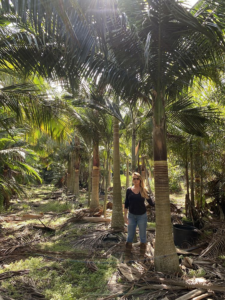 satakentia-liukiuensis-satakentia-palm