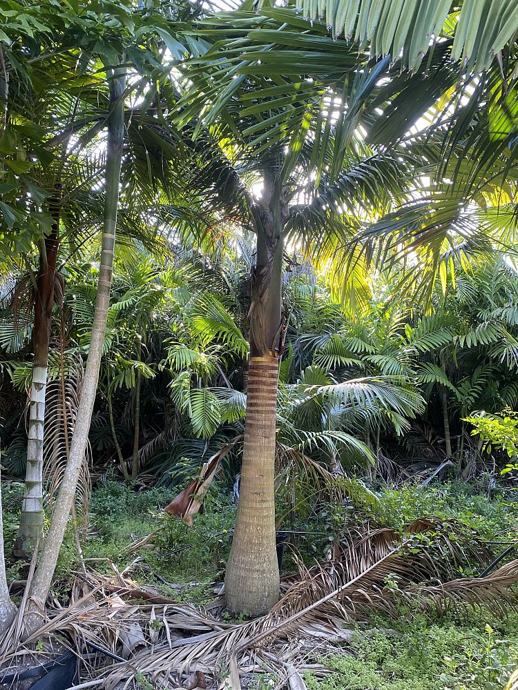 satakentia-liukiuensis-satakentia-palm