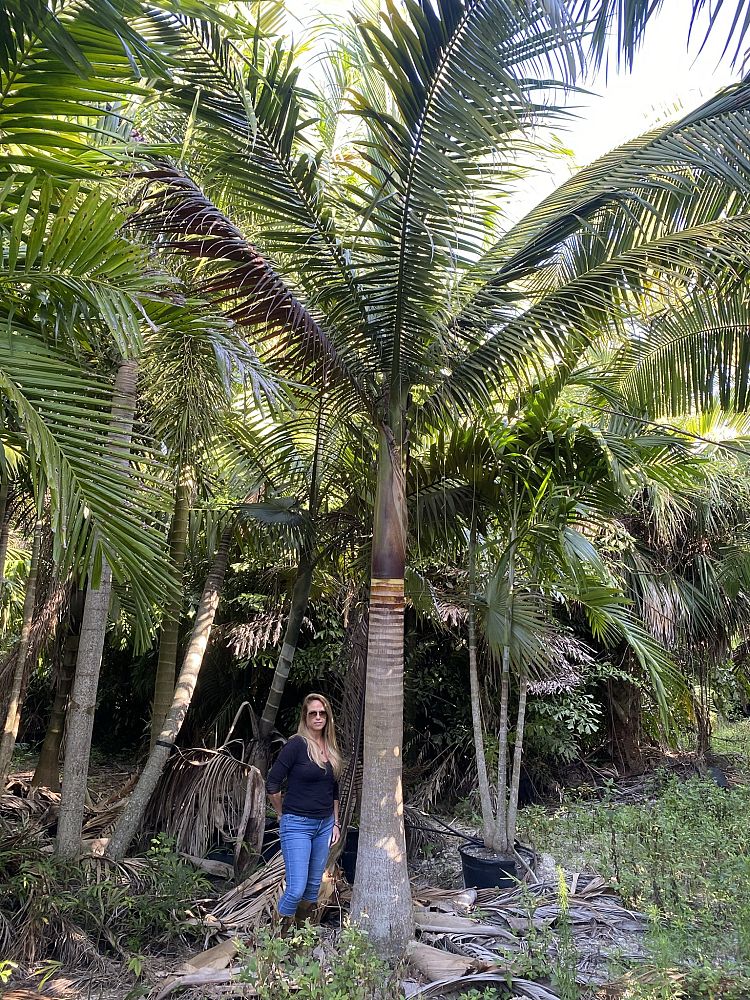 satakentia-liukiuensis-satakentia-palm
