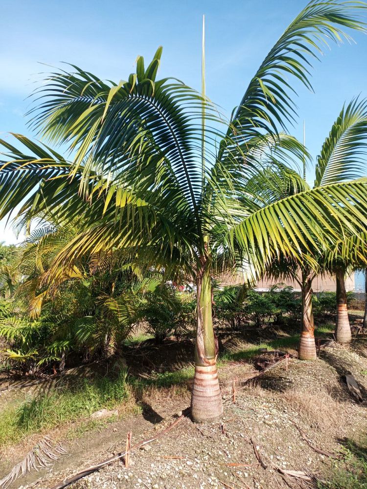 satakentia-liukiuensis-satakentia-palm
