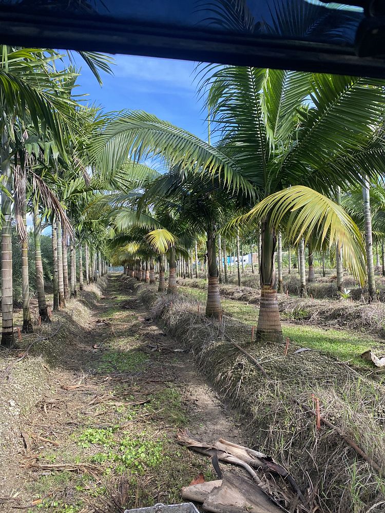satakentia-liukiuensis-satakentia-palm