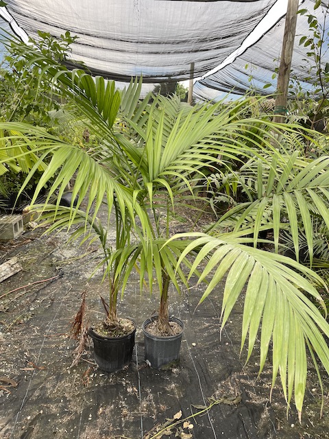 satakentia-liukiuensis-satakentia-palm