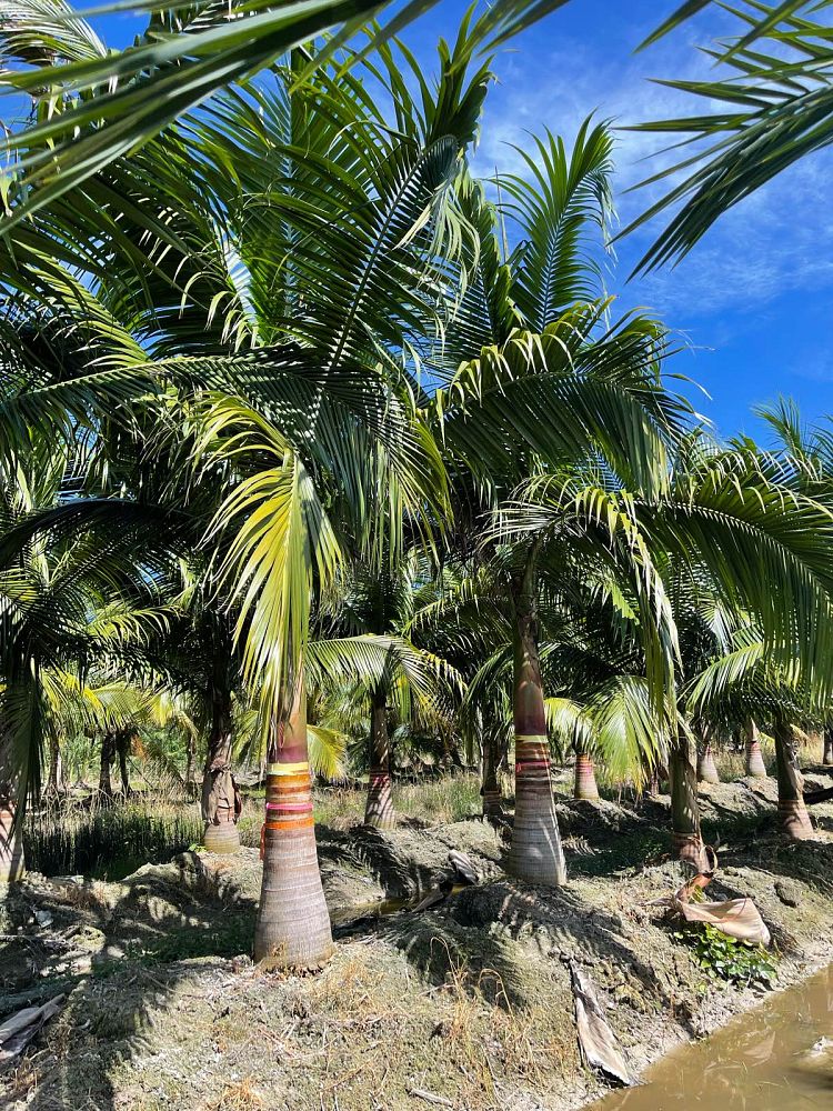satakentia-liukiuensis-satakentia-palm