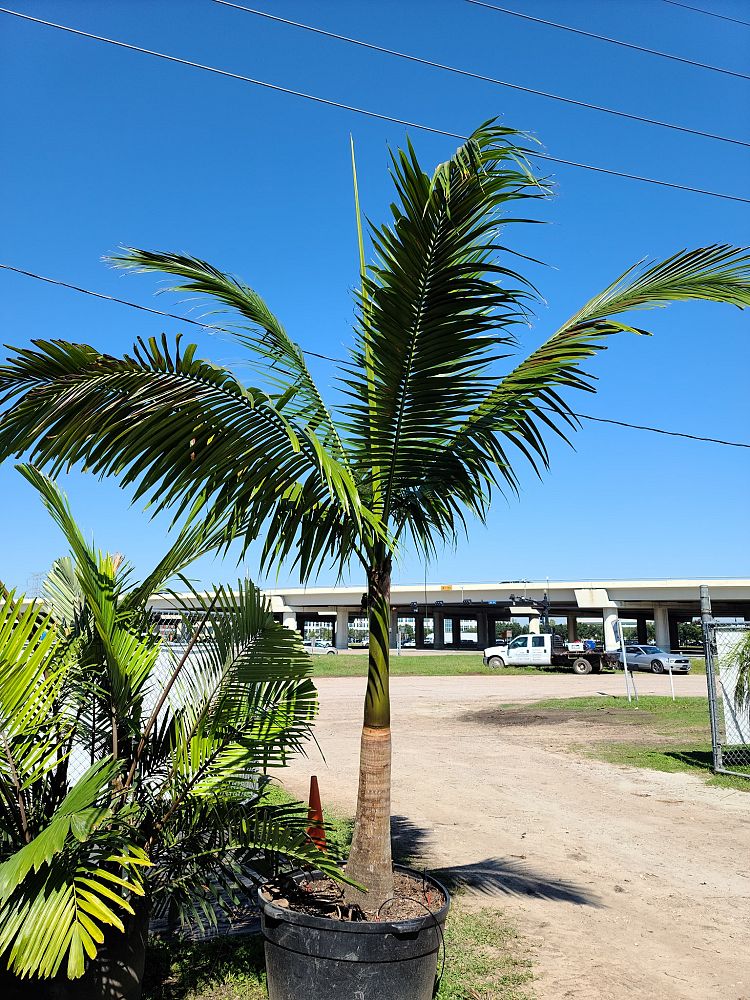 satakentia-liukiuensis-satakentia-palm