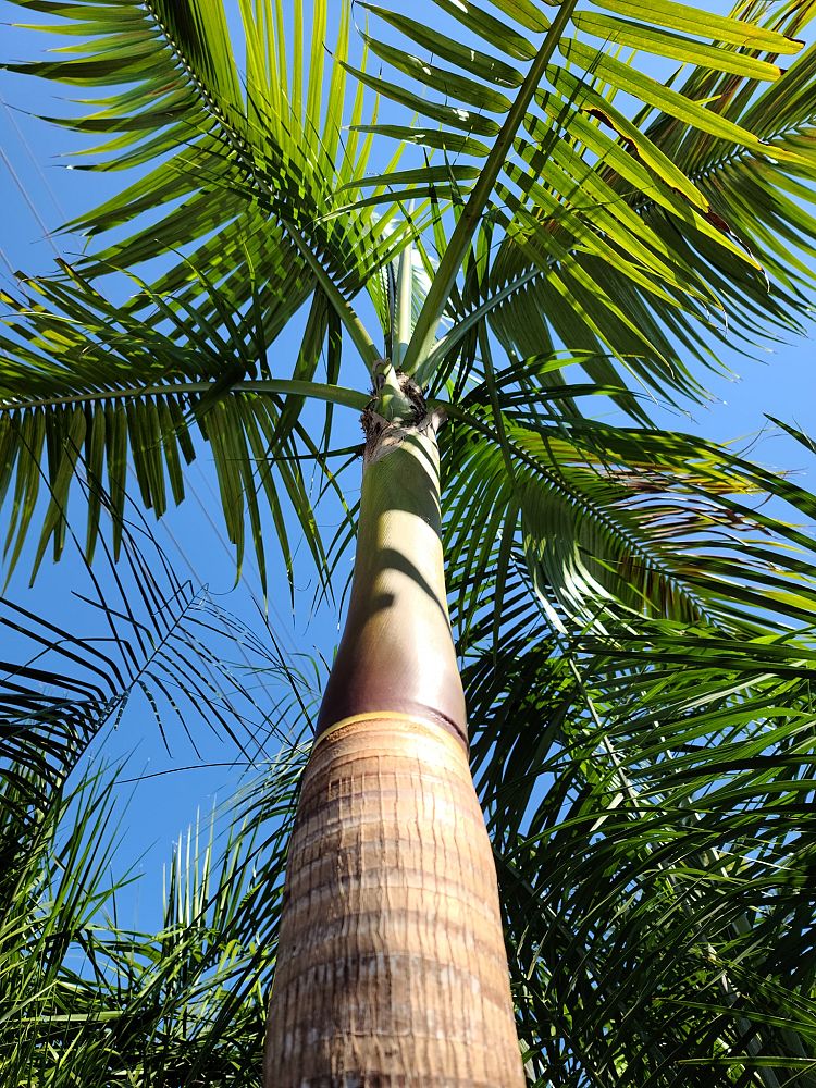 satakentia-liukiuensis-satakentia-palm