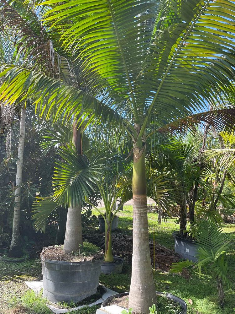 satakentia-liukiuensis-satakentia-palm