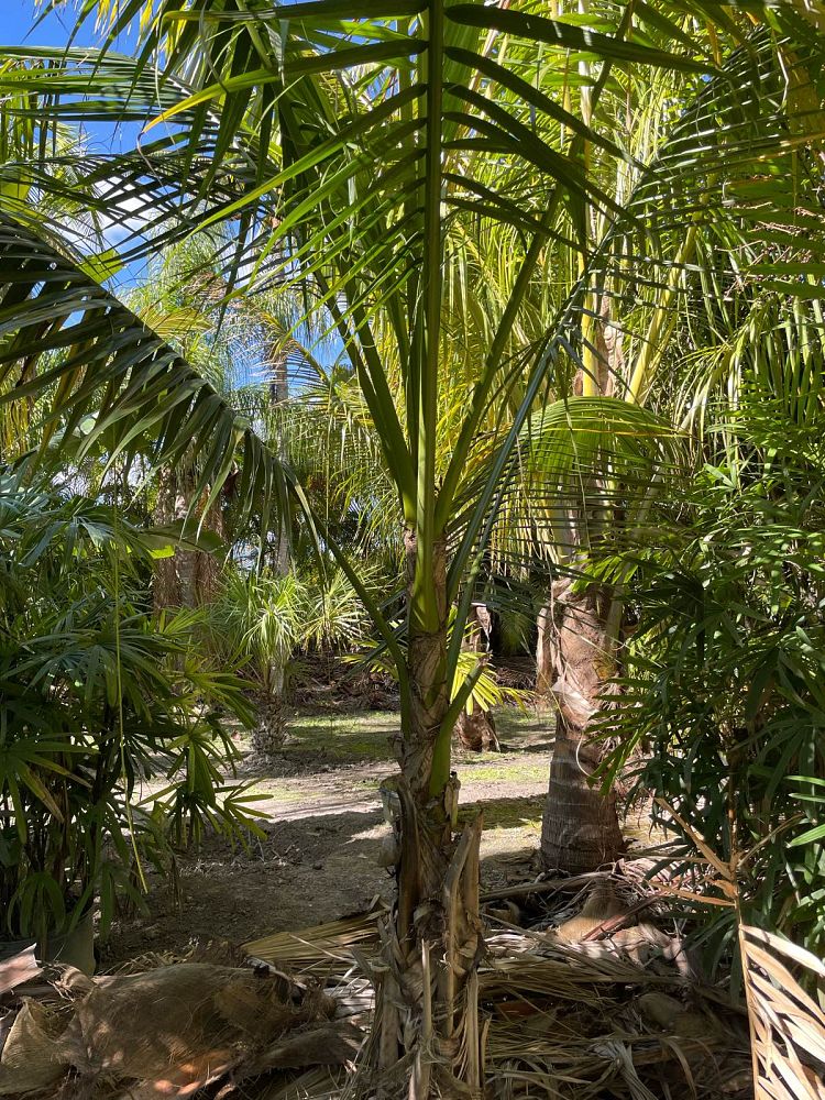 satakentia-liukiuensis-satakentia-palm