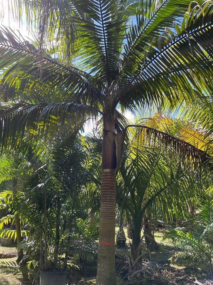satakentia-liukiuensis-satakentia-palm
