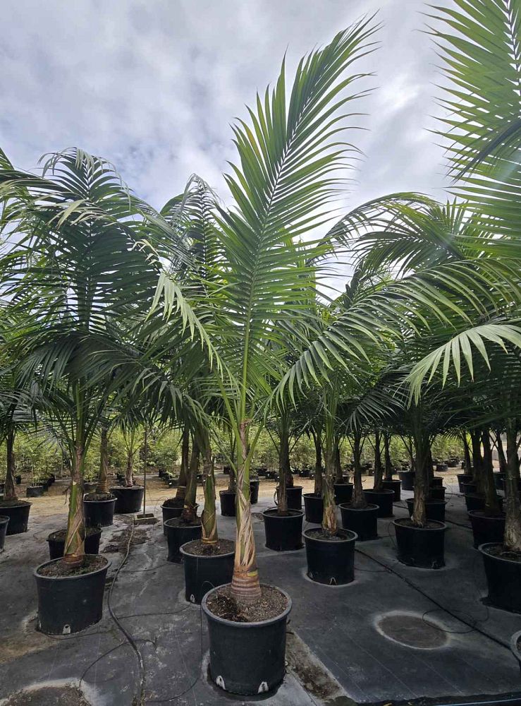 satakentia-liukiuensis-satakentia-palm