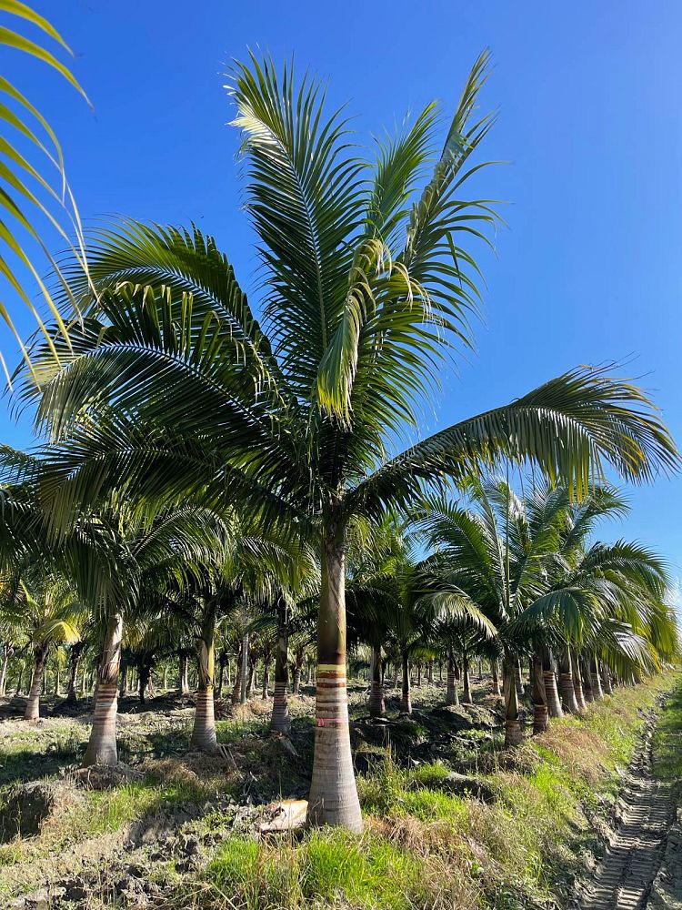satakentia-liukiuensis-satakentia-palm