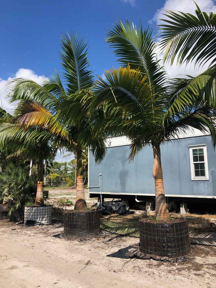 satakentia-liukiuensis-satakentia-palm