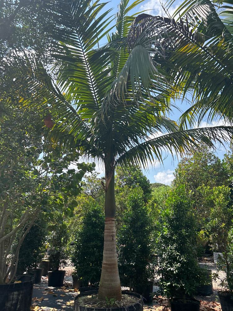 satakentia-liukiuensis-satakentia-palm