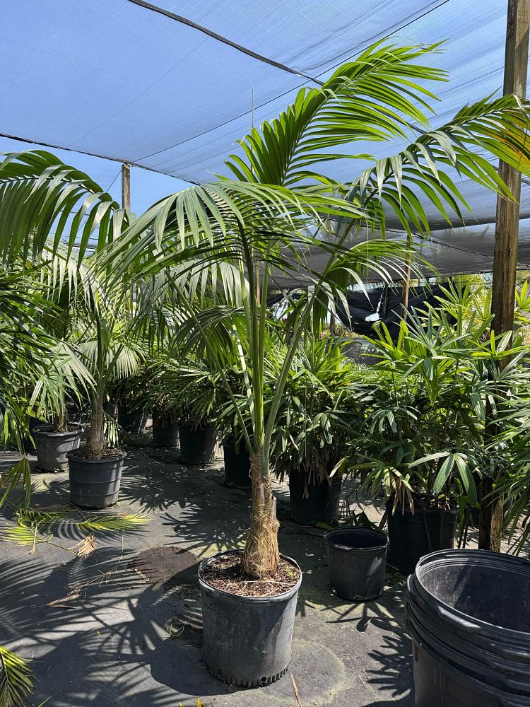 satakentia-liukiuensis-satakentia-palm