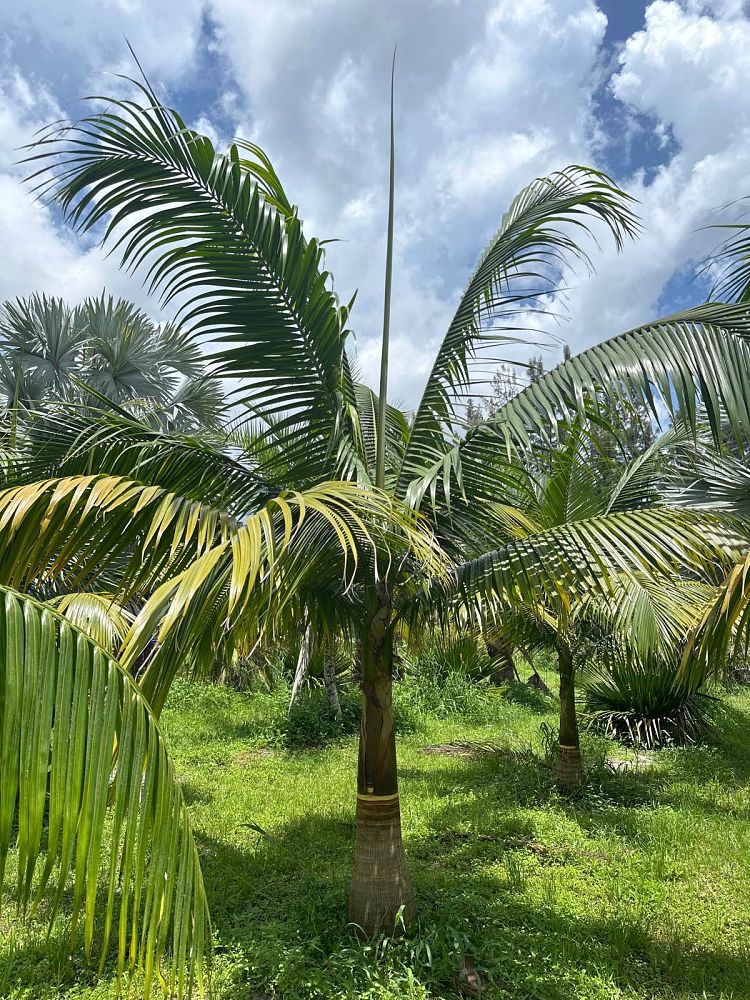 satakentia-liukiuensis-satakentia-palm