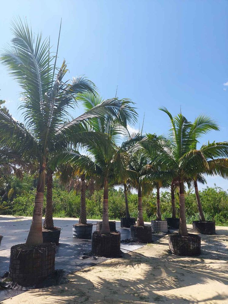 satakentia-liukiuensis-satakentia-palm