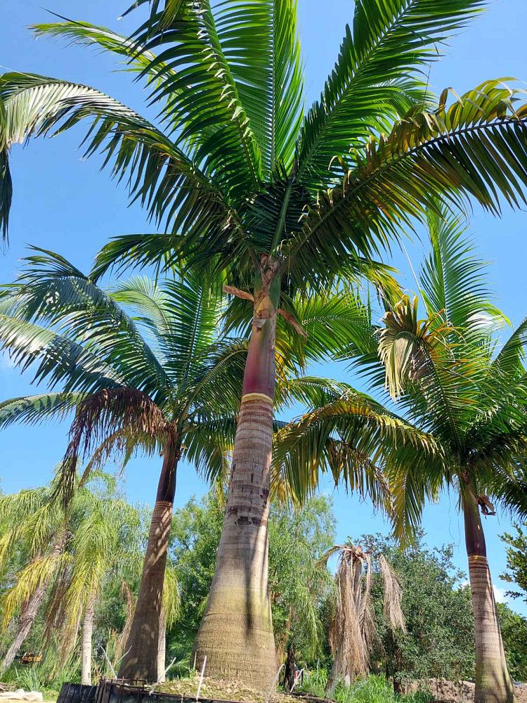 satakentia-liukiuensis-satakentia-palm