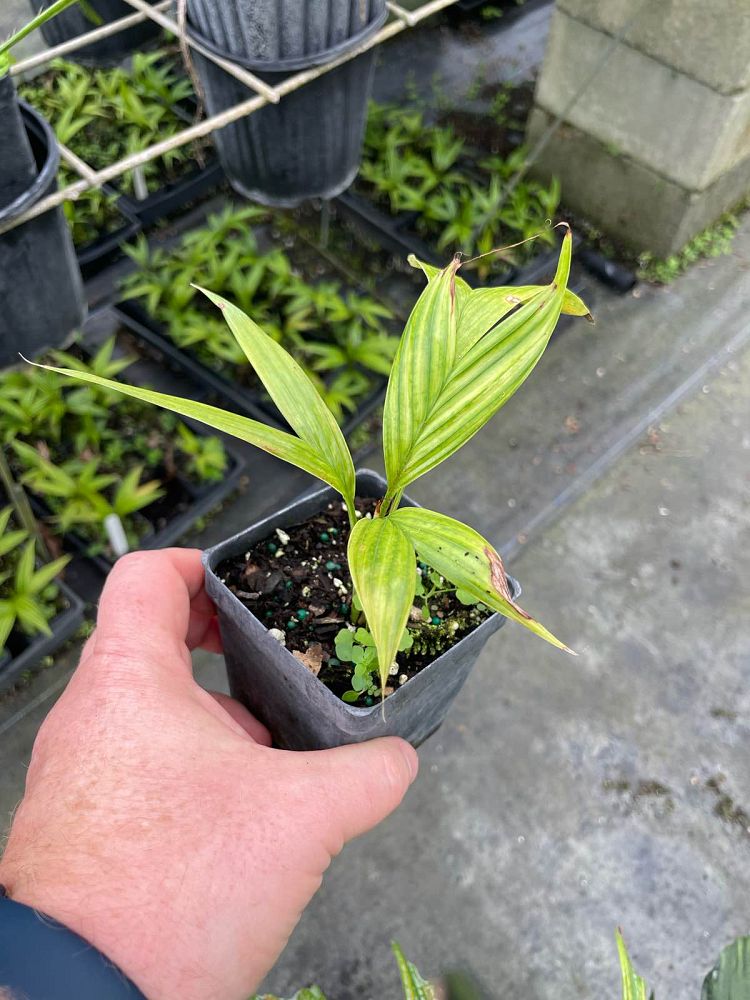 satakentia-liukiuensis-satakentia-palm