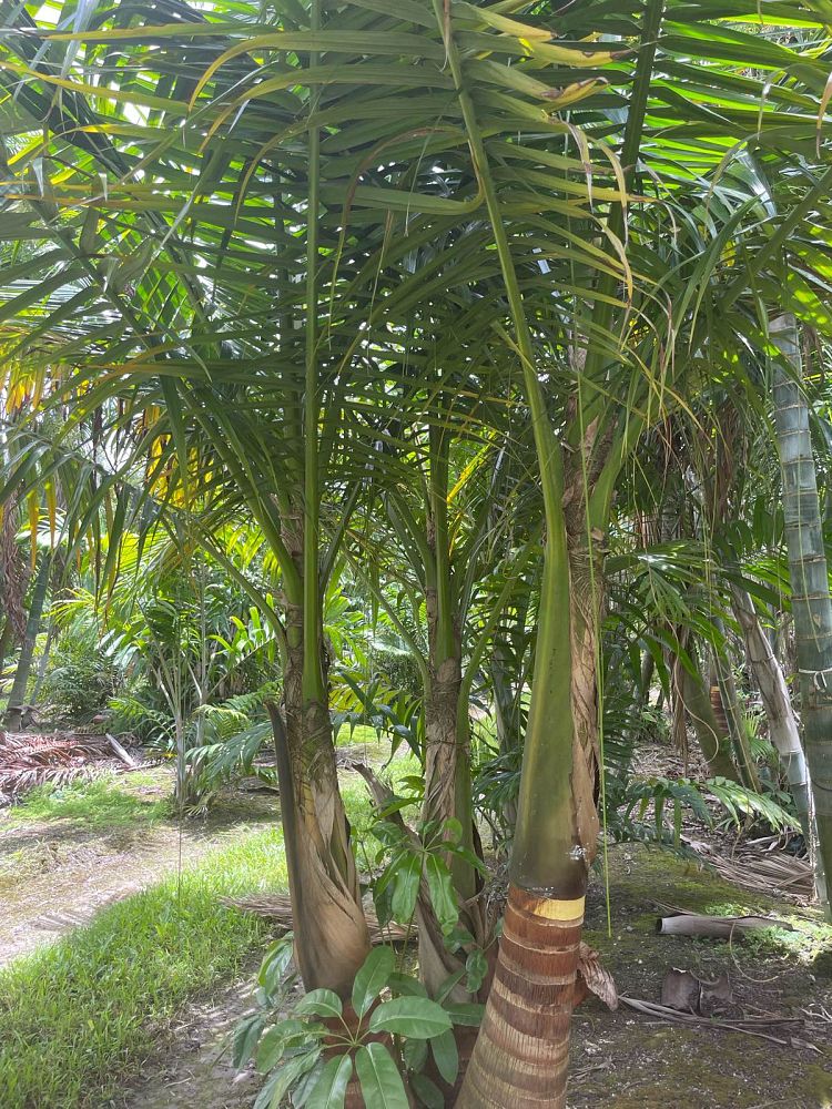 satakentia-liukiuensis-satakentia-palm