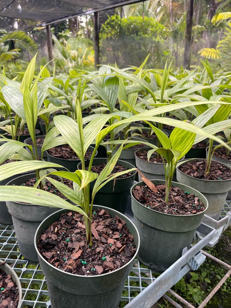 satakentia-liukiuensis-satakentia-palm