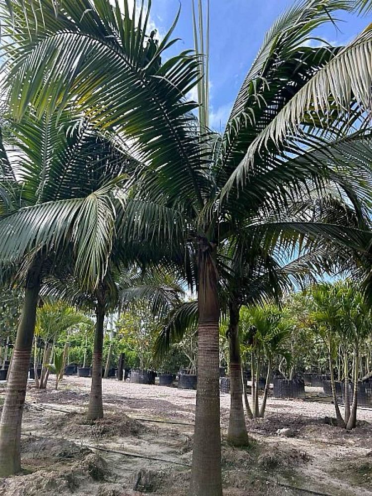 satakentia-liukiuensis-satakentia-palm