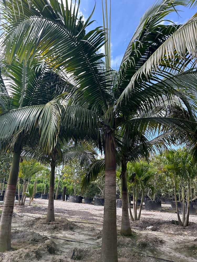 satakentia-liukiuensis-satakentia-palm