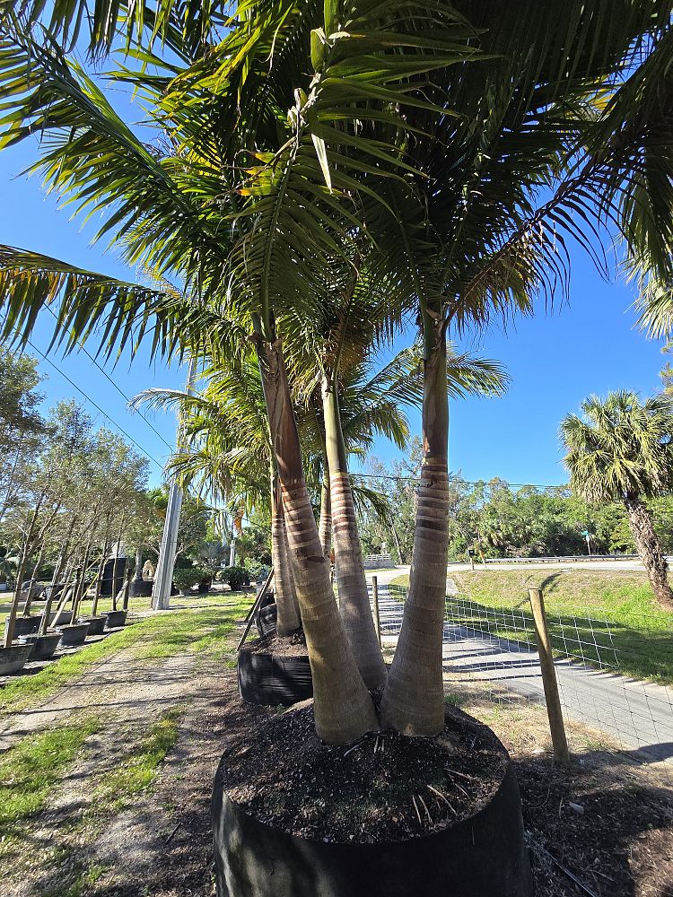 satakentia-liukiuensis-satakentia-palm