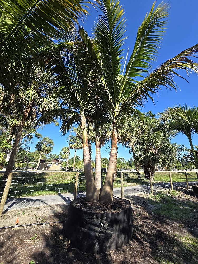 satakentia-liukiuensis-satakentia-palm