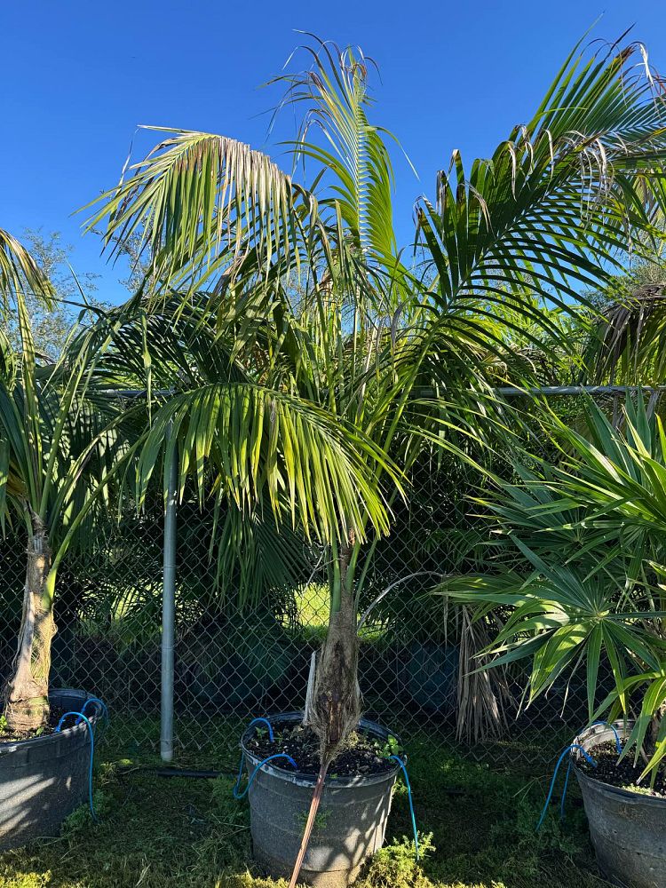 satakentia-liukiuensis-satakentia-palm