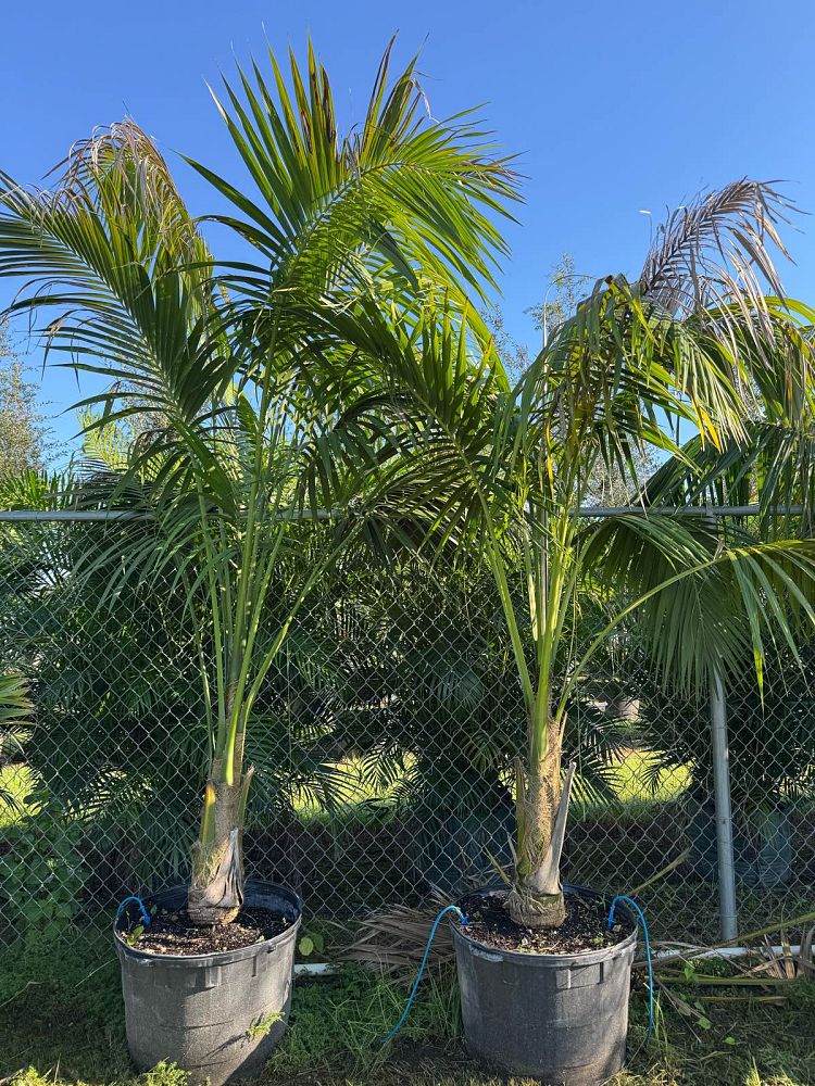 satakentia-liukiuensis-satakentia-palm