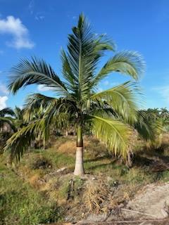 satakentia-liukiuensis-satakentia-palm