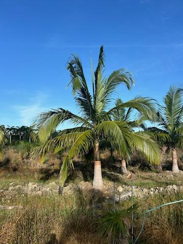 satakentia-liukiuensis-satakentia-palm