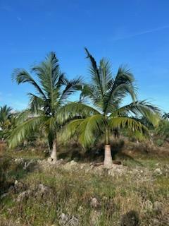 satakentia-liukiuensis-satakentia-palm