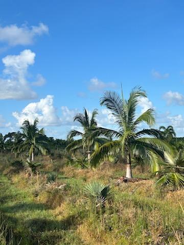 satakentia-liukiuensis-satakentia-palm