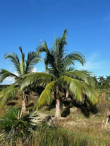 satakentia-liukiuensis-satakentia-palm