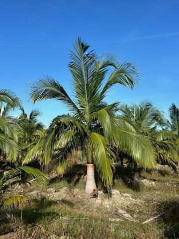 satakentia-liukiuensis-satakentia-palm
