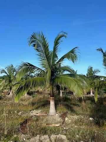 satakentia-liukiuensis-satakentia-palm
