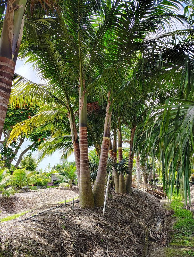 satakentia-liukiuensis-satakentia-palm